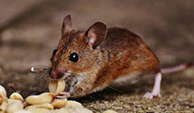 24 Hour & Emergency Exterminators in Sanoma, WV